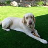 Golden Lab on synthetic grass