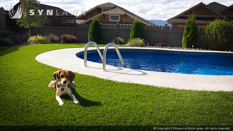 Dogs love SYNLawn for its cool soothing effect.