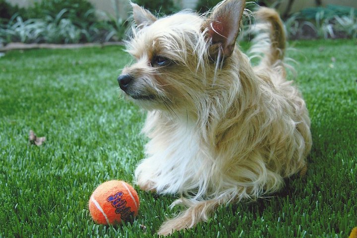Dogs love SYNLawn too and will thank you!