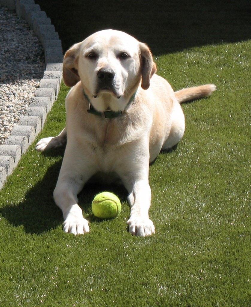 Keep your pets happy and healthy with SYNLawn