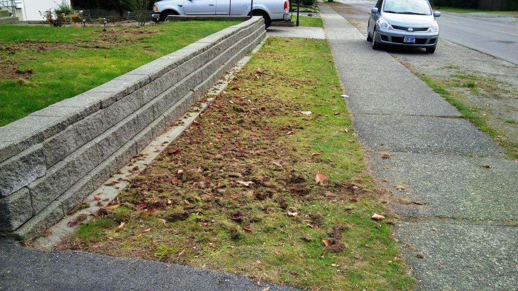 chafer beetle destroys grass