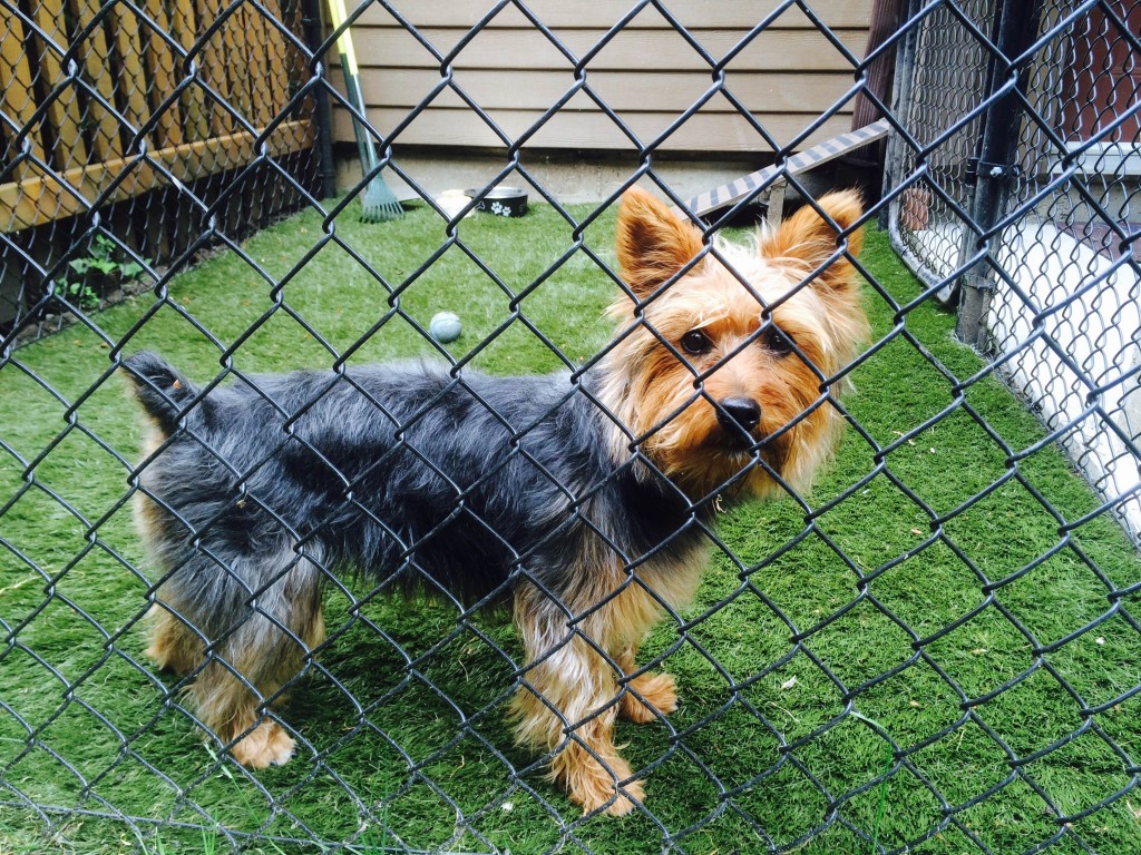 Isn't she cute? She's so happy with her new artificial grass pet run that she no longer has accidents in the house.