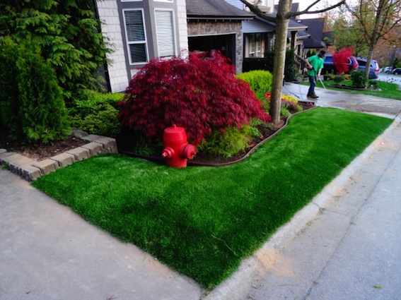 Colorful with SYNLawn