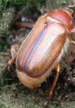 chafer beetle